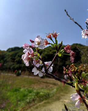 桃花花枝