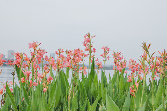 湖边粉美人蕉特写