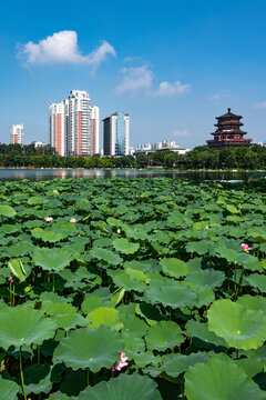 济宁古南池公园