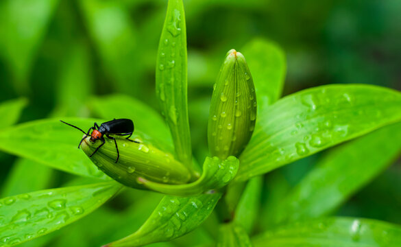 雨天绿植上的露珠和昆虫