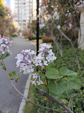 紫荆花