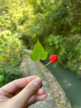 野草莓