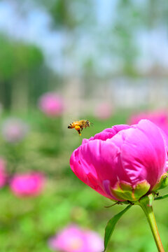 蜂恋花