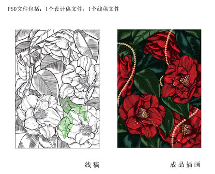 插画茶花