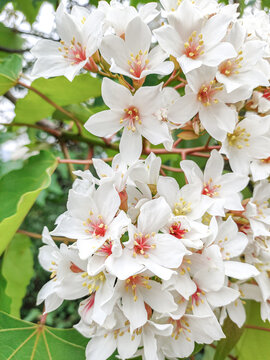 油桐花