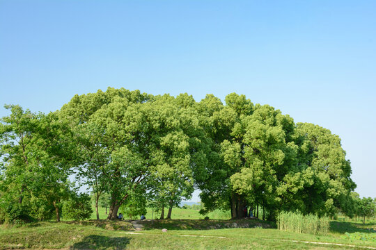 良渚遗址公园绿树