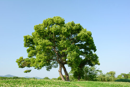 良渚遗址公园绿树