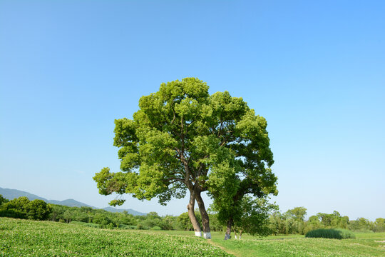 良渚遗址公园绿树