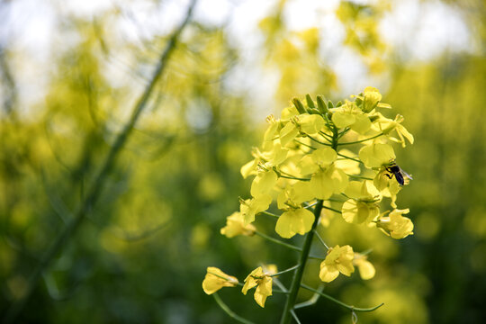 油菜花