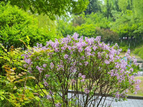 公园紫色丁香花