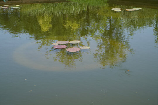 池塘王莲叶子
