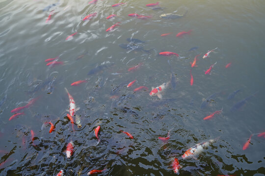 锦鲤鱼池塘鱼群