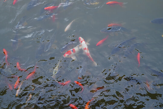 锦鲤鱼池塘鱼群