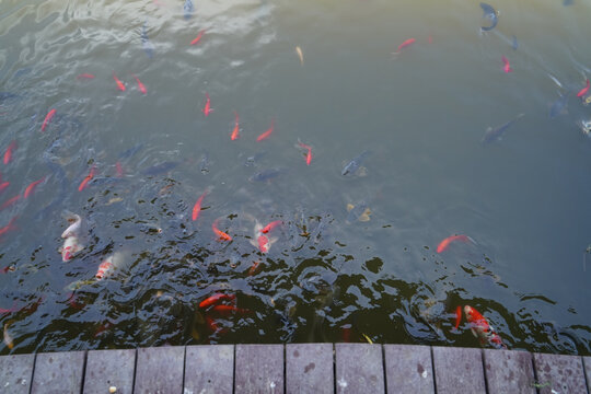 池塘观赏鱼锦鲤鱼群