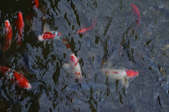 池塘观赏鱼锦鲤鱼群