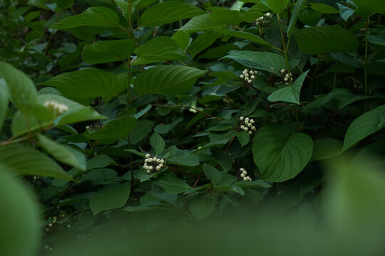 红瑞木果实园林植物