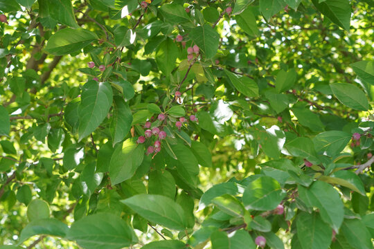 苹果树结果实