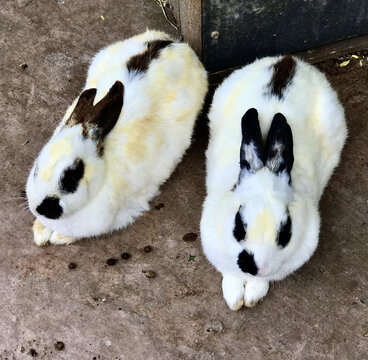 双兔