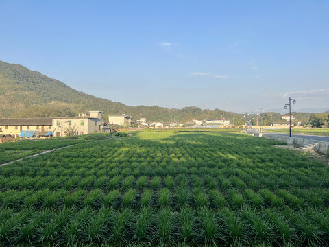 乡村韭菜田