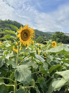 田野盛开的向日葵