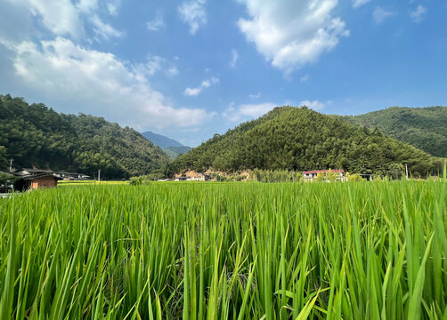 乡村水稻田