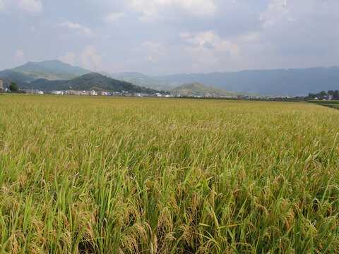 稻田里的水稻成熟