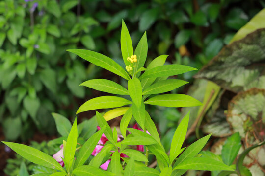 植物特写马利筋莲生桂子花