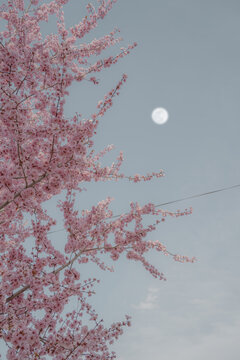 花与月