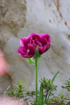 郁金香花