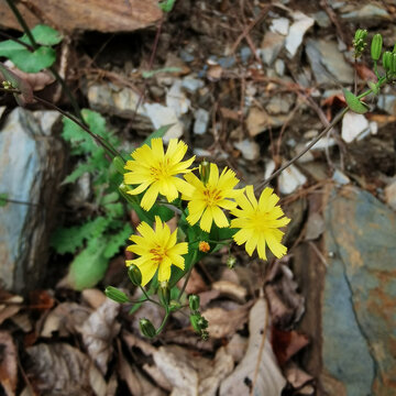 黄鹌菜