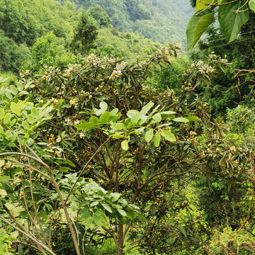 枇杷树