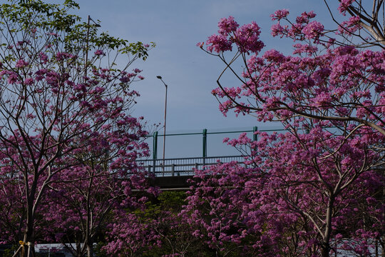 异木棉花