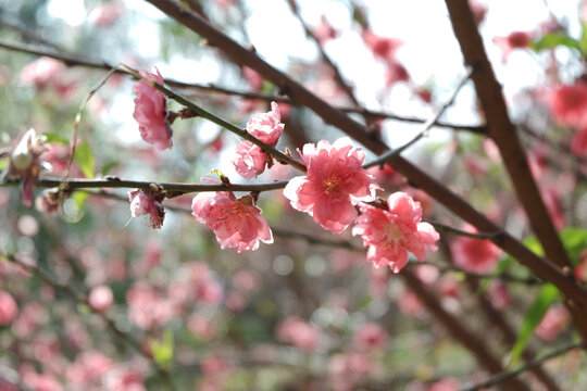 桃花