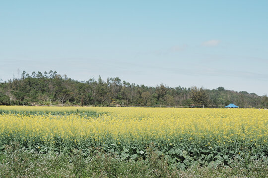 板蓝根油菜