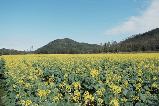 板蓝根油菜