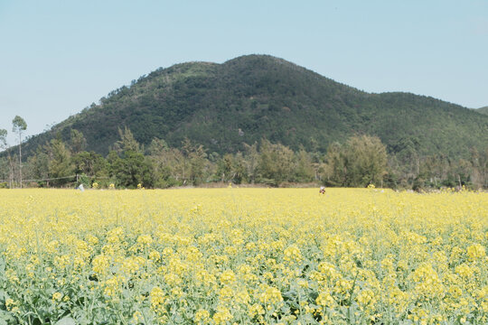 板蓝根油菜