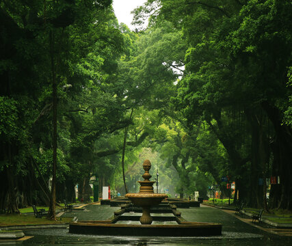 古树下欧式建筑街景