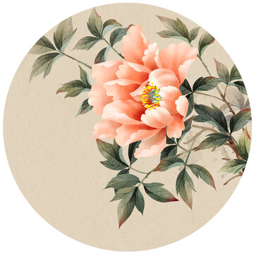 牡丹插畫