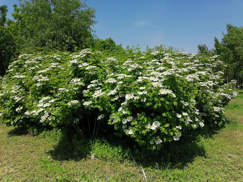 琼花