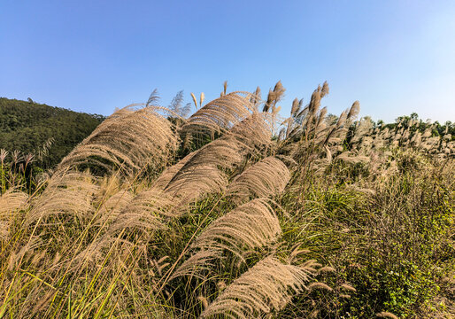 芒