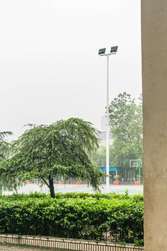 在雨中的松树