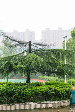 雨天的雪松