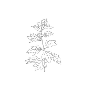 手繪插畫植物艾草線稿