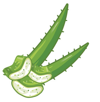 蘆薈