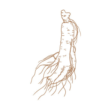 手繪人參插畫(huà)線稿