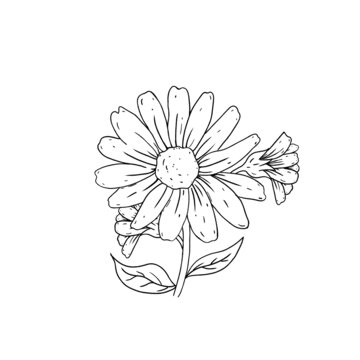 金盞花插畫線稿