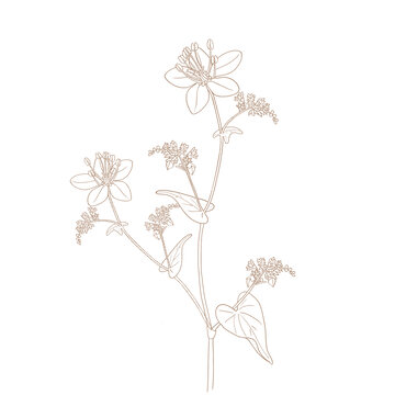 黑苦蕎線稿插畫(huà)