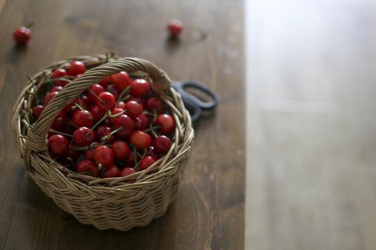 篮子里装满新鲜的美味的樱桃