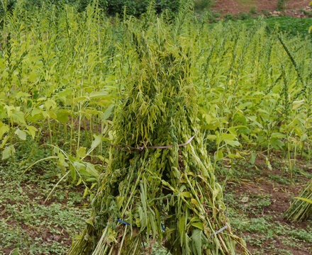 村民种植的芝麻成熟了