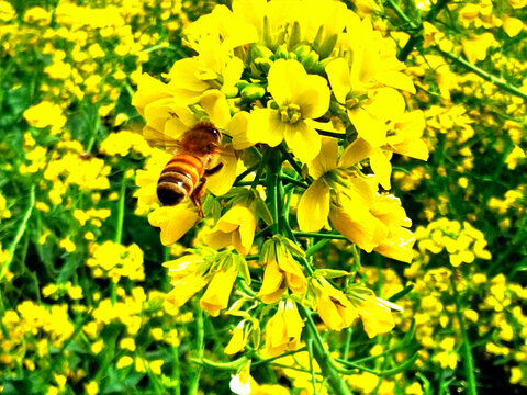 蜜蜂采花蜜